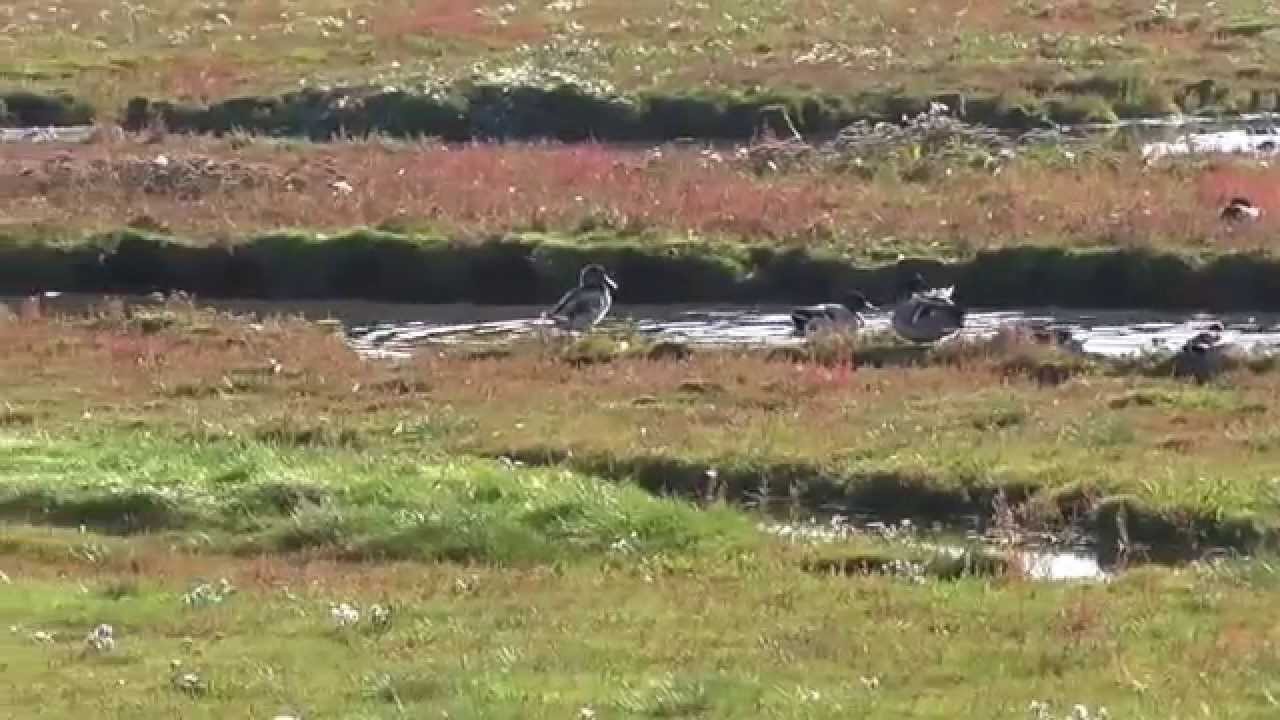 Insel F&ouml;hr - Liebeserkl&auml;rung an eine Insel im Herbst 2015