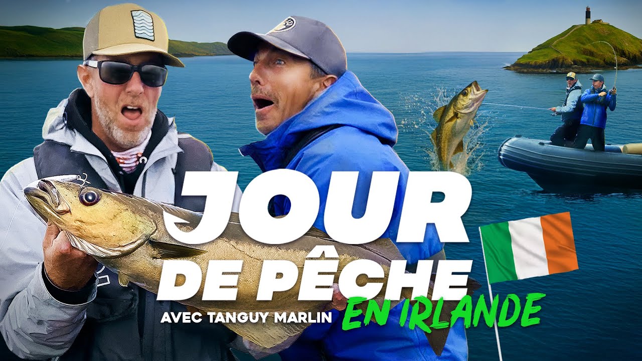Prédateurs marins DÉCHAINÉS et séquences incroyables dans les eaux Irlandaises !!!