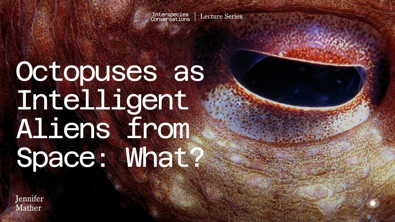 Octopuses as Intelligent Aliens from Space: What?