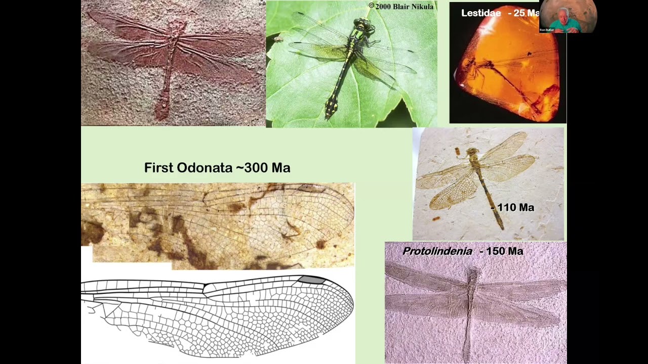 Dragonflies and Damselflies w/ Dr. Ron Butler 8-25-2025