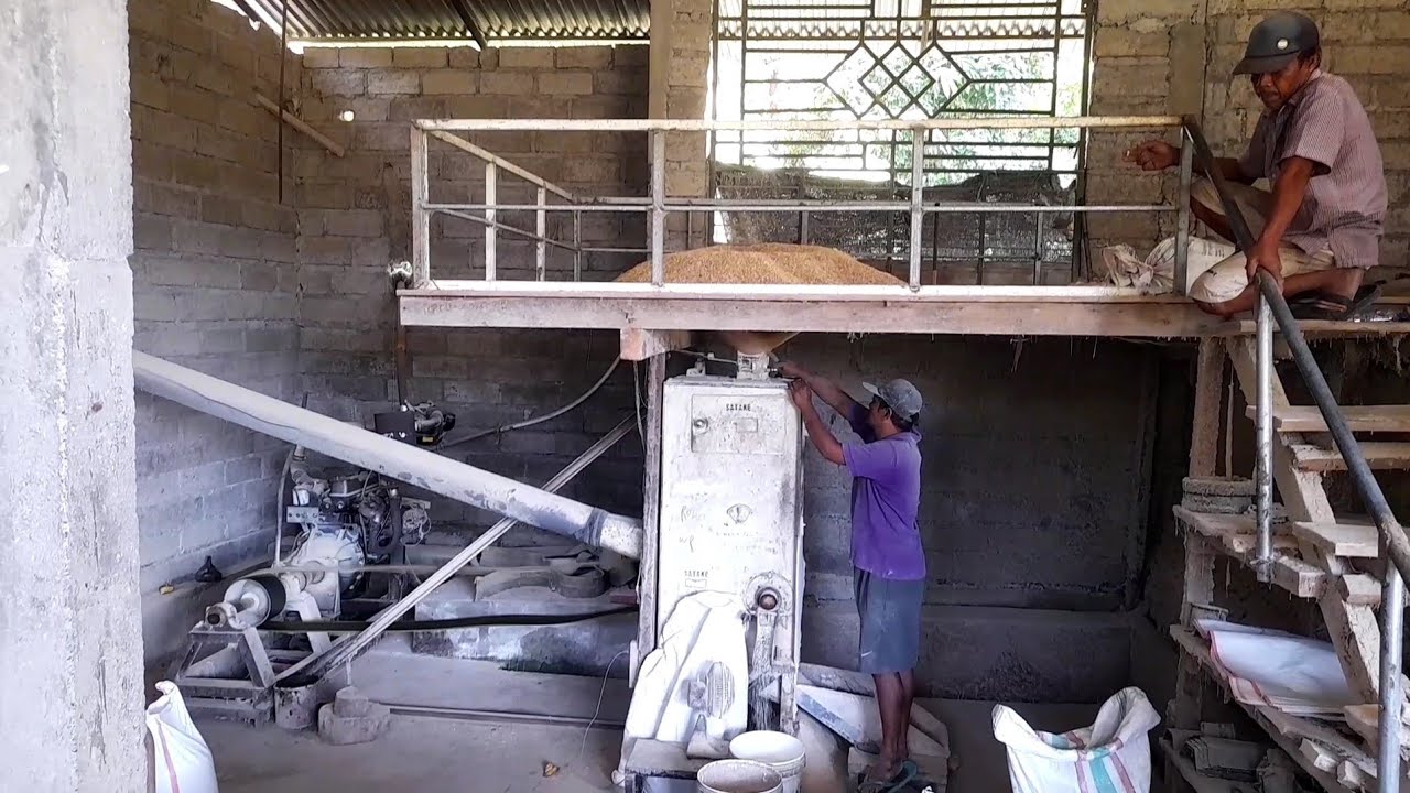 Mesin Raksasa Ini Melahap Bulir Padi ? 