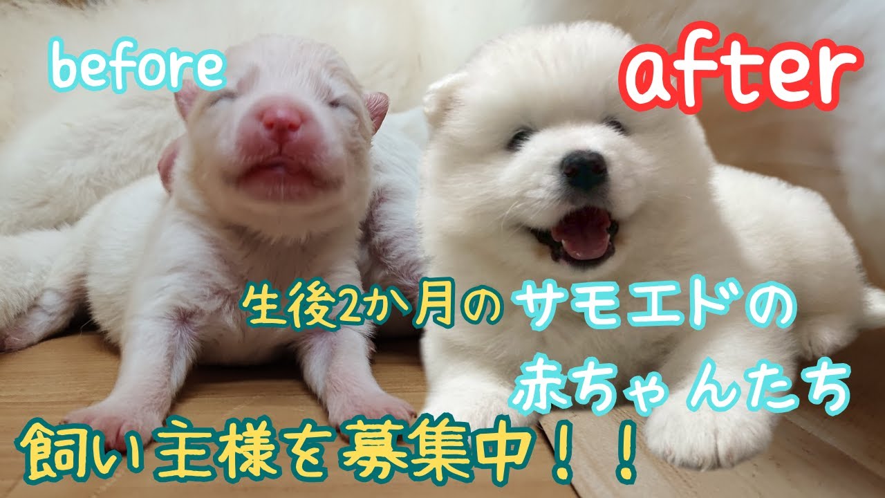 【飼い主募集中】サモエド赤ちゃんたちの成長記録📖ママとパパも登場！　#サモエド　#samoyed