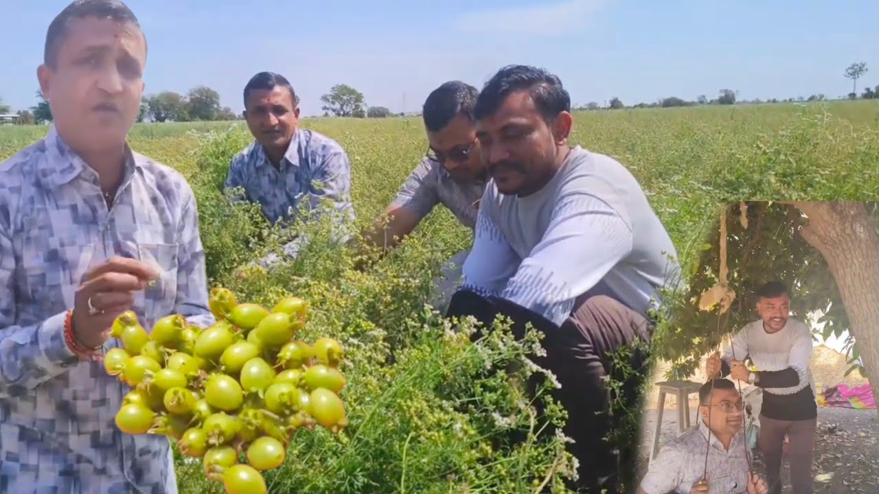 Gulabkaka chale dhaniya ke farm ki mulakat lene masala ho raha he ready order number 9909331006