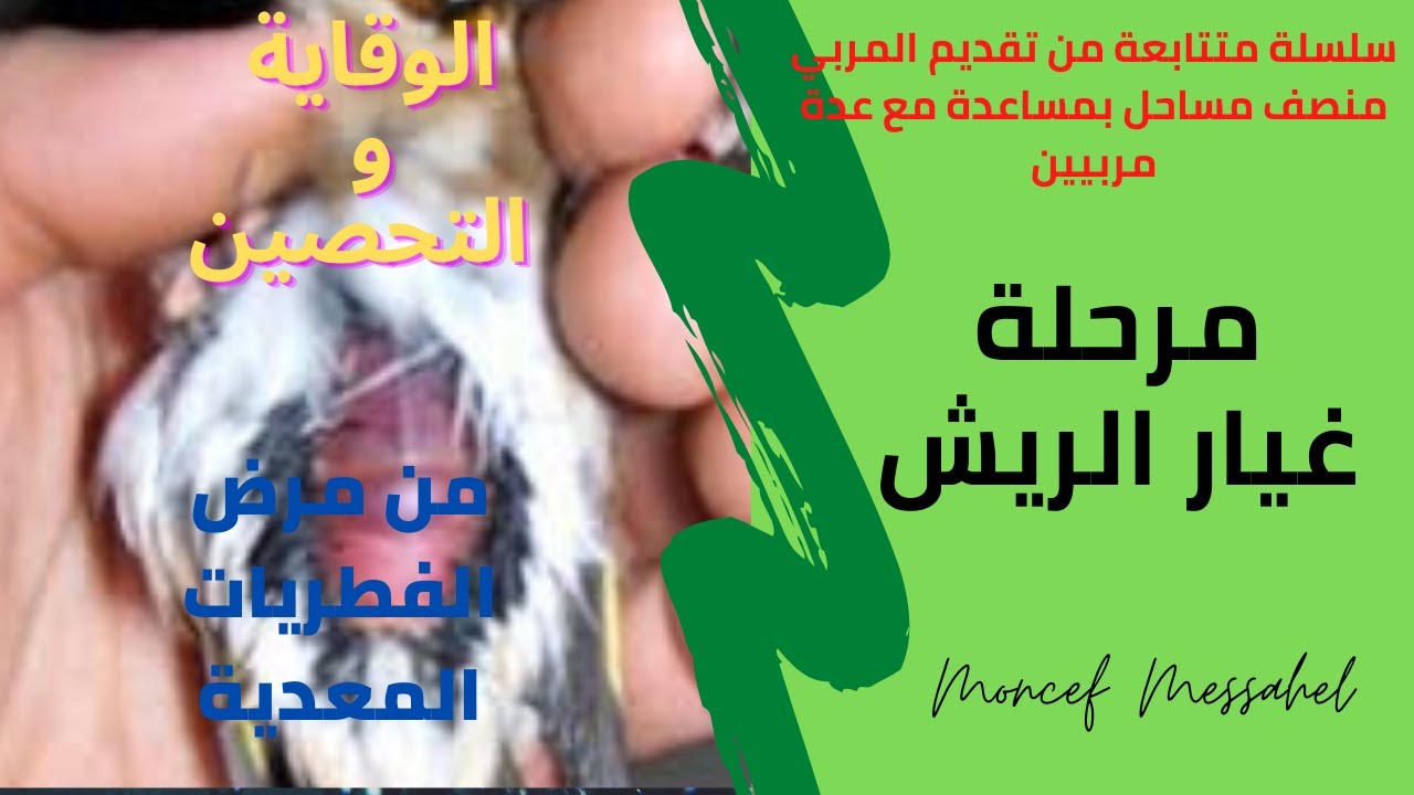 كيف نتحكم في الوقاية من أخطر الامراض (الميقابكتيريا)