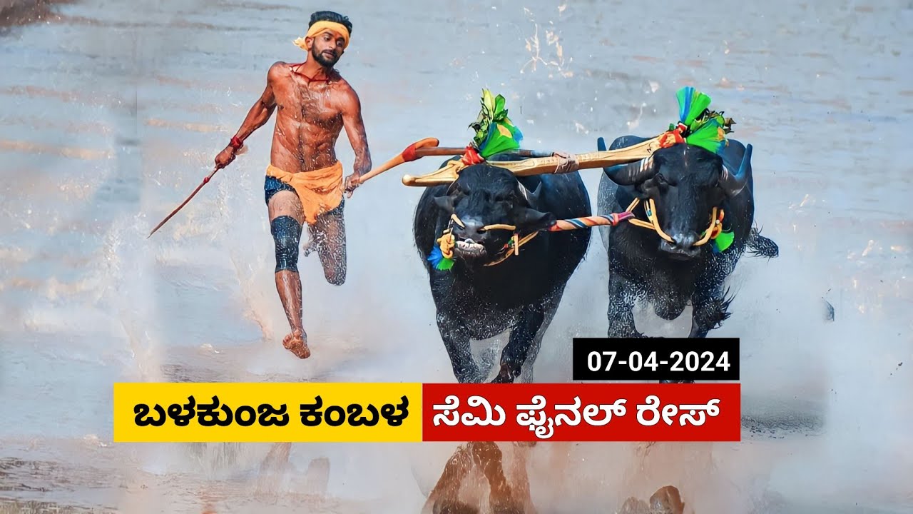 Balakunja Kambala Semi Final Race 2024 | ಬಳಕುಂಜ ಕಂಬಳ ಸೆಮಿ ಫೈನಲ್ ರೇಸ್