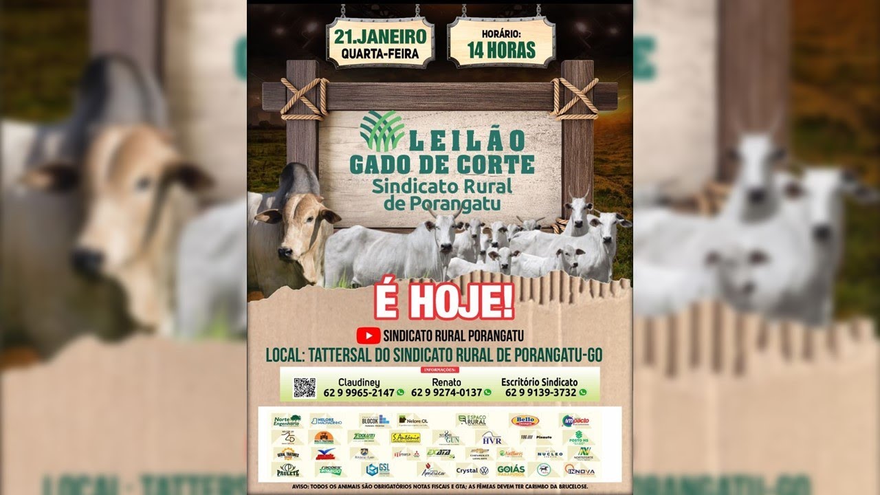 LEILÃO DE GADO DE CORTE - SINDICATO RURAL DE PORANGATU  -21/01/2026
