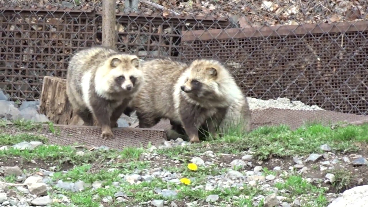 エゾタヌキ -- Ezo raccoon dog
