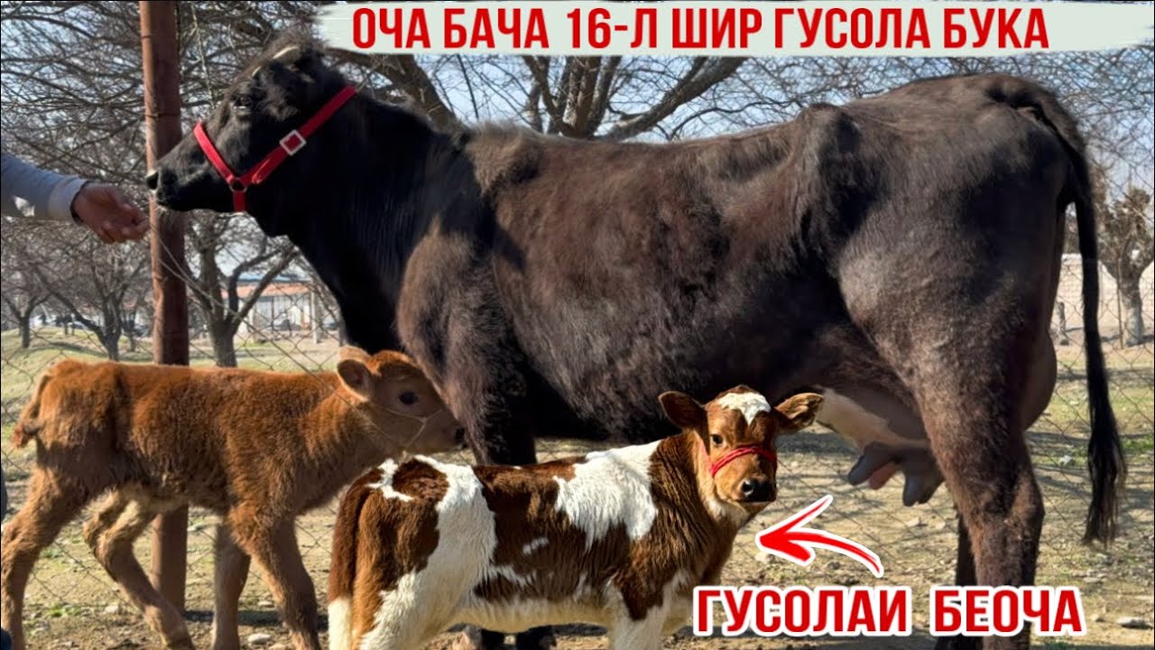 16-ЛИТР ШИР ОЧА БАЧА +ГУСОЛАИ БЕОЧА 23 февраля 2026 г.