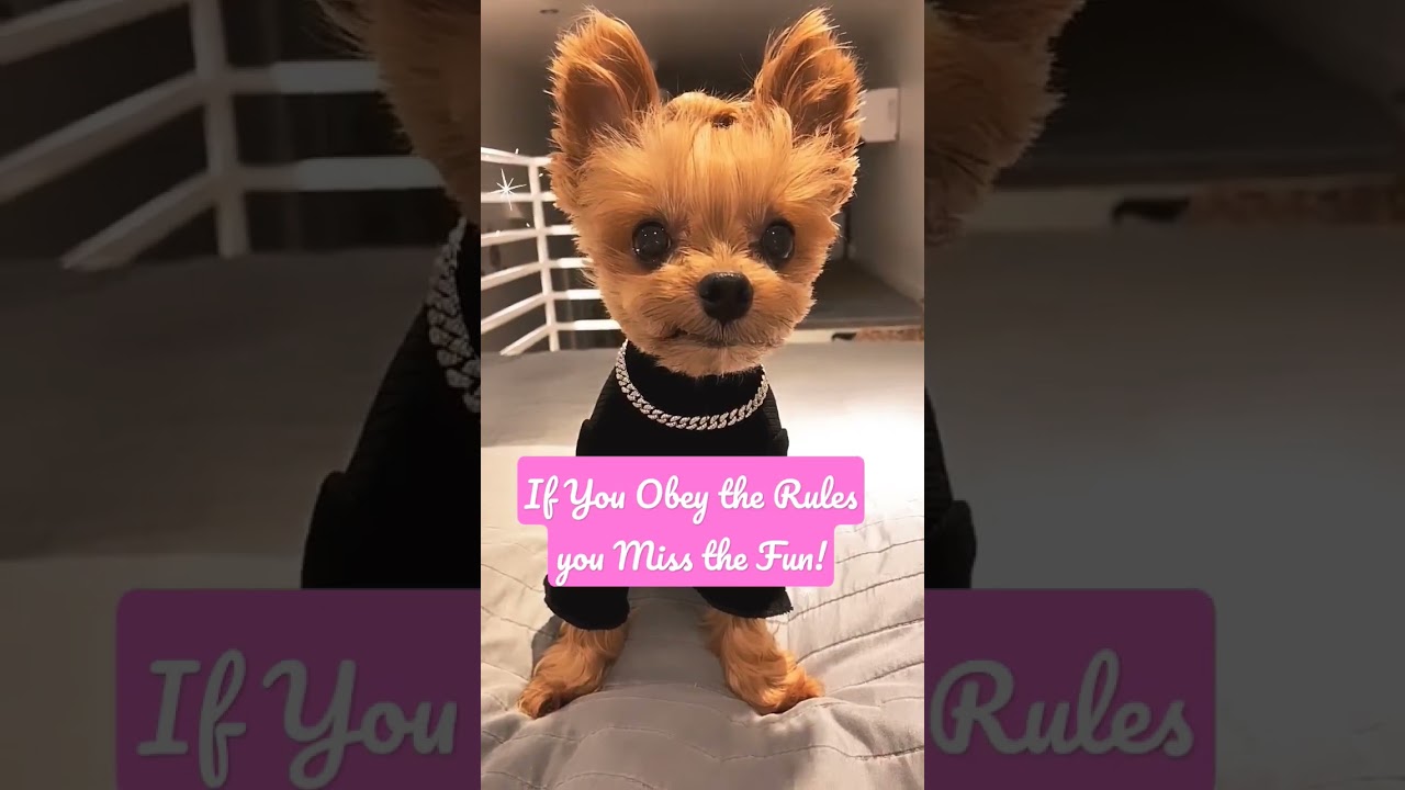 Famous Dog Quotes - If you obey the Rules You miss the Fun 😎 #funnydogs #dog  #quotes