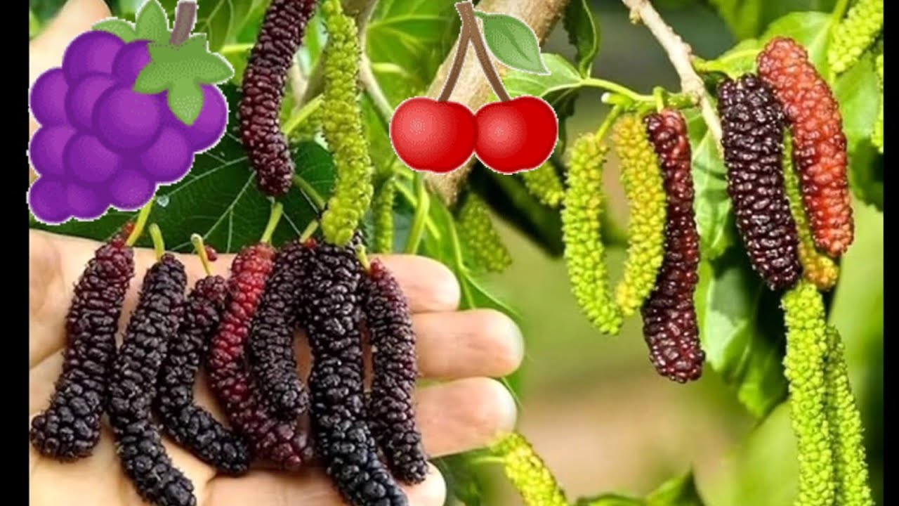 Vlog197-🍇Sweets Black Mulberry Tree🪴Dâu Tằm Siêu Ngon Ngọt😋Vườn Cây Ăn Trái Sau Nhà🫐