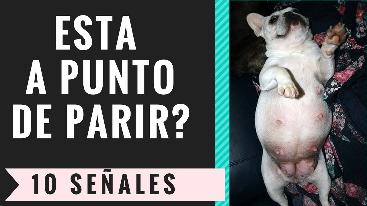 ¡Descubre los 10 SÍNTOMAS OCULTOS que Indican que tu Perrita está a Punto de Parir!
