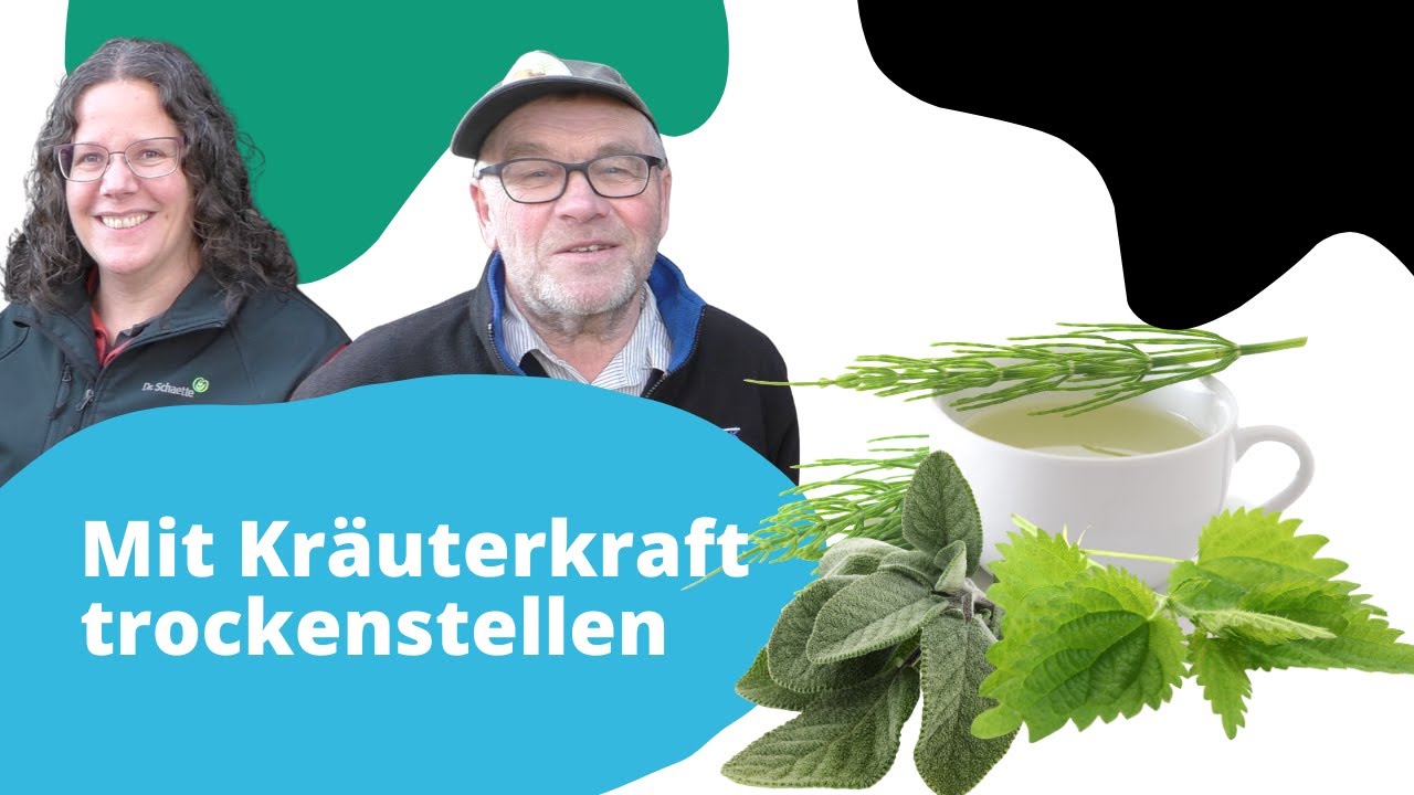 Mit Kräuterkraft trockenstellen: So unterstützen wir die Kuh. 🌿🐄