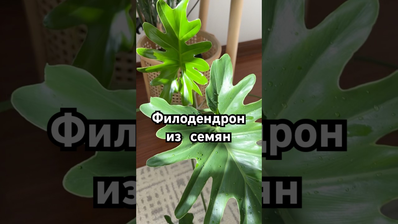 Комнатные растения из черенков &mdash; проще и быстрее. Но из семян&hellip; куда интереснее! #растенияизсемян