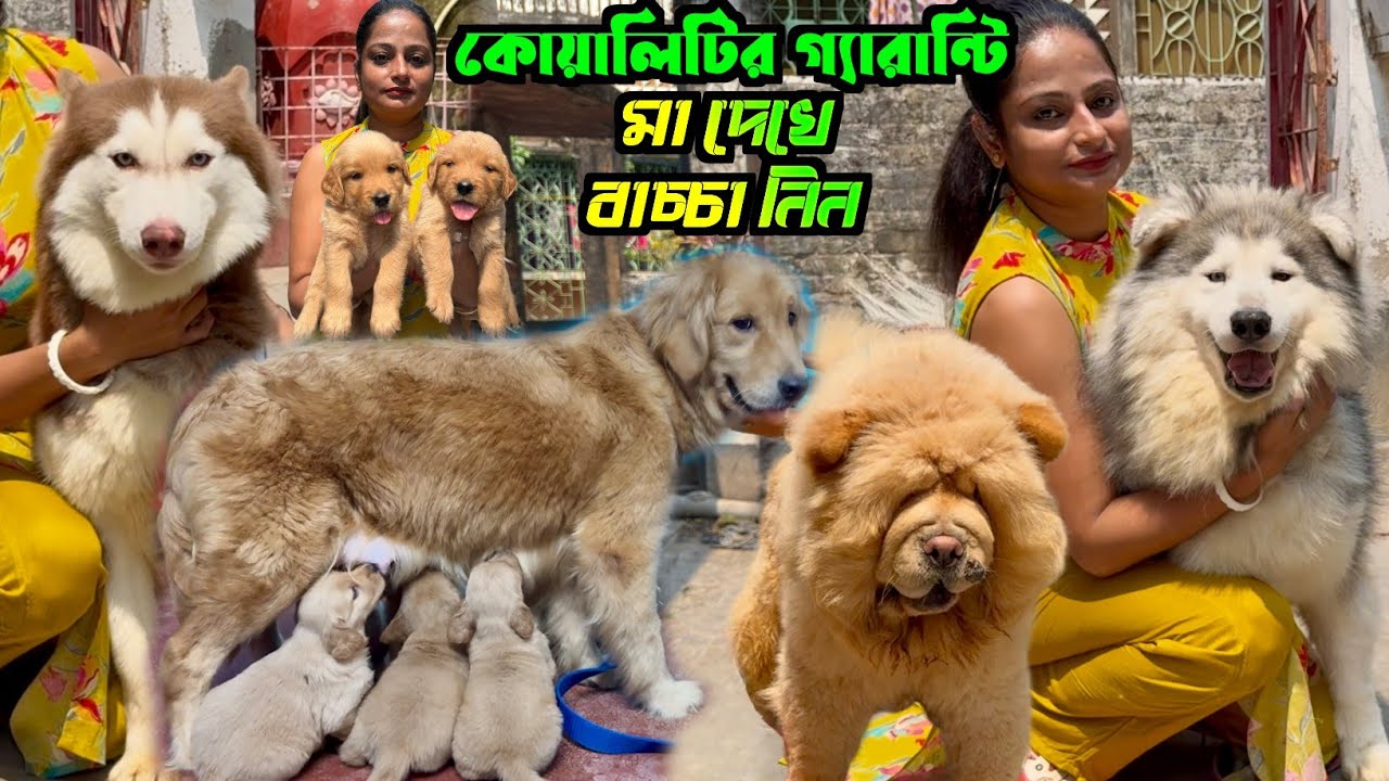 Home Breed Golden Retriever Puppies. Dog Market in Kolkata Price. Kolkata Dog Market.