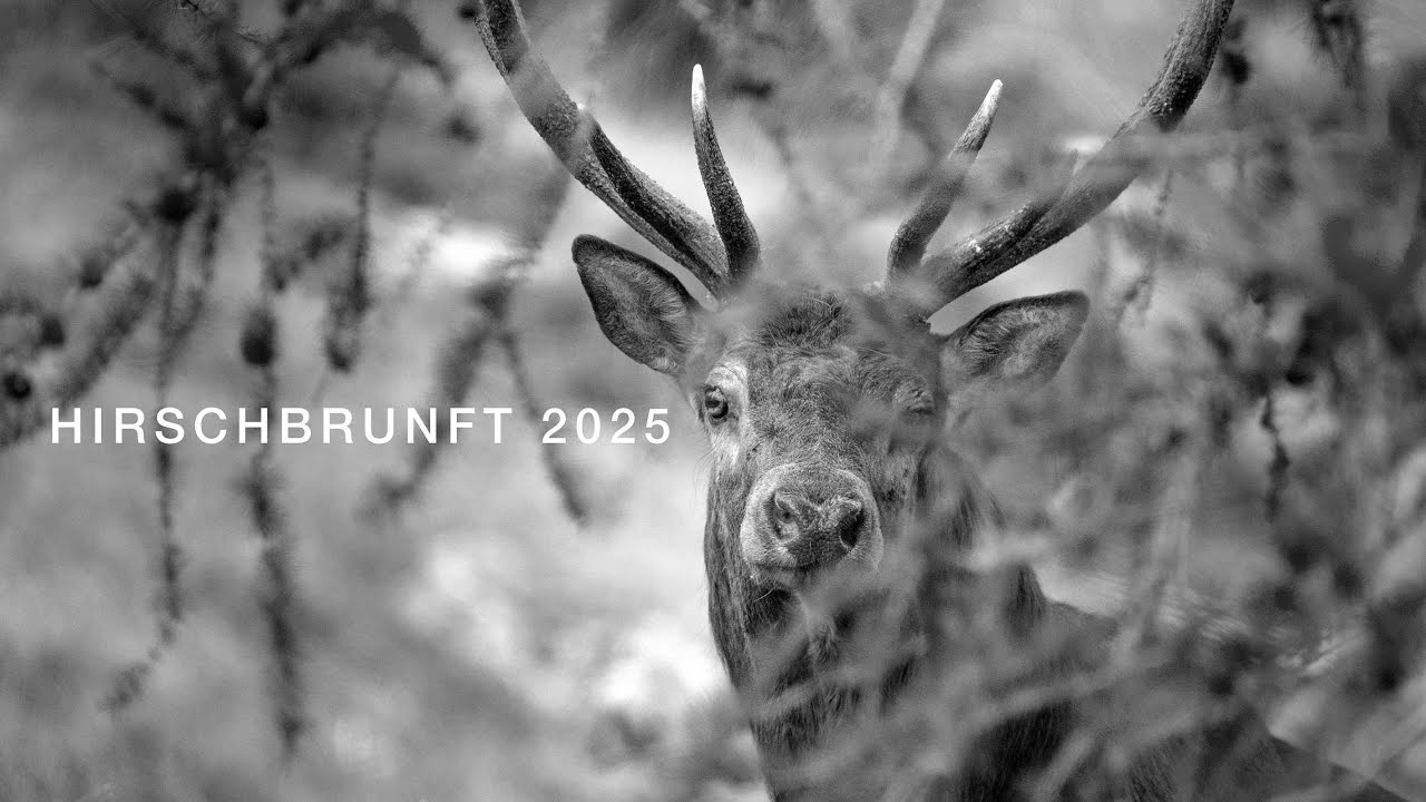 Hirschbrunft 2025 Kapitale Rothirsche