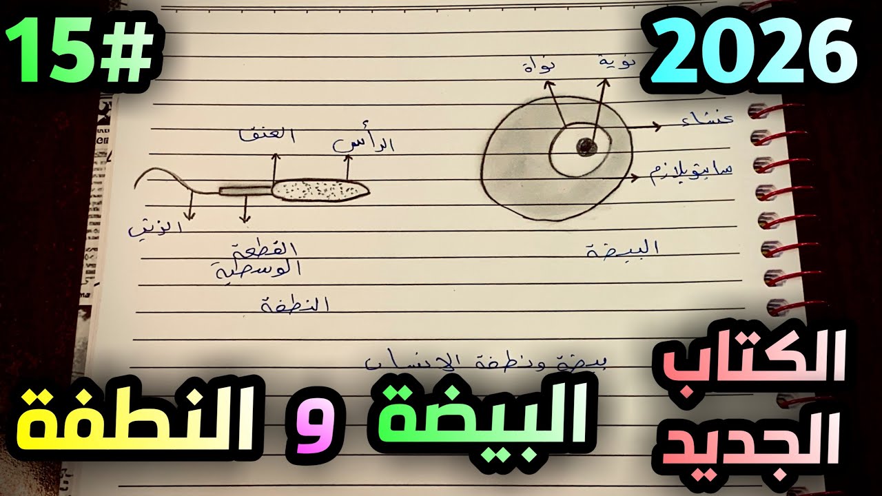 رسم البيضة والنطفة في الإنسان للصف الثالث متوسط الفصل الثامن صفحة 97 حسب 