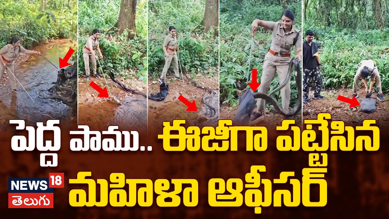 Lady Forest Officer Rescues 18-Feet King Cobra | 18 అడుగుల కోబ్రాను పట్టుకున్న మహిళ  ఆఫీసర్ | N18V
