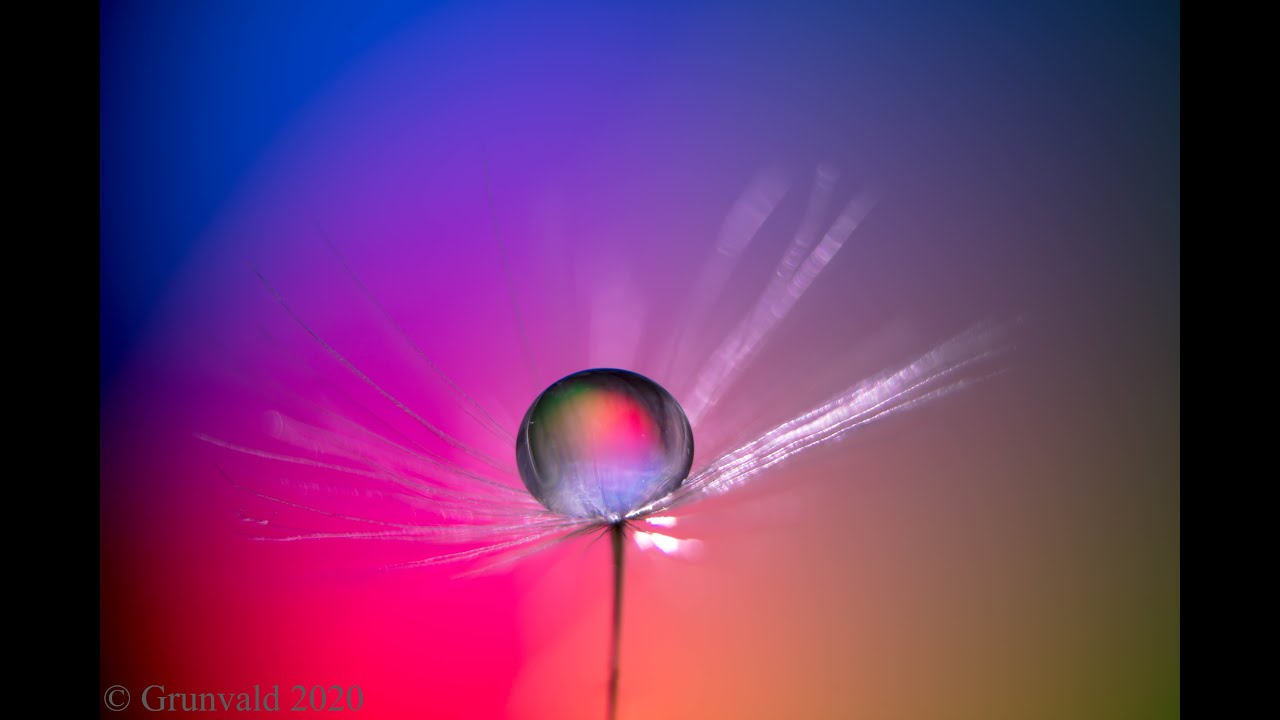 Dandelion Seeds with water drops, ADAPTALUX edition