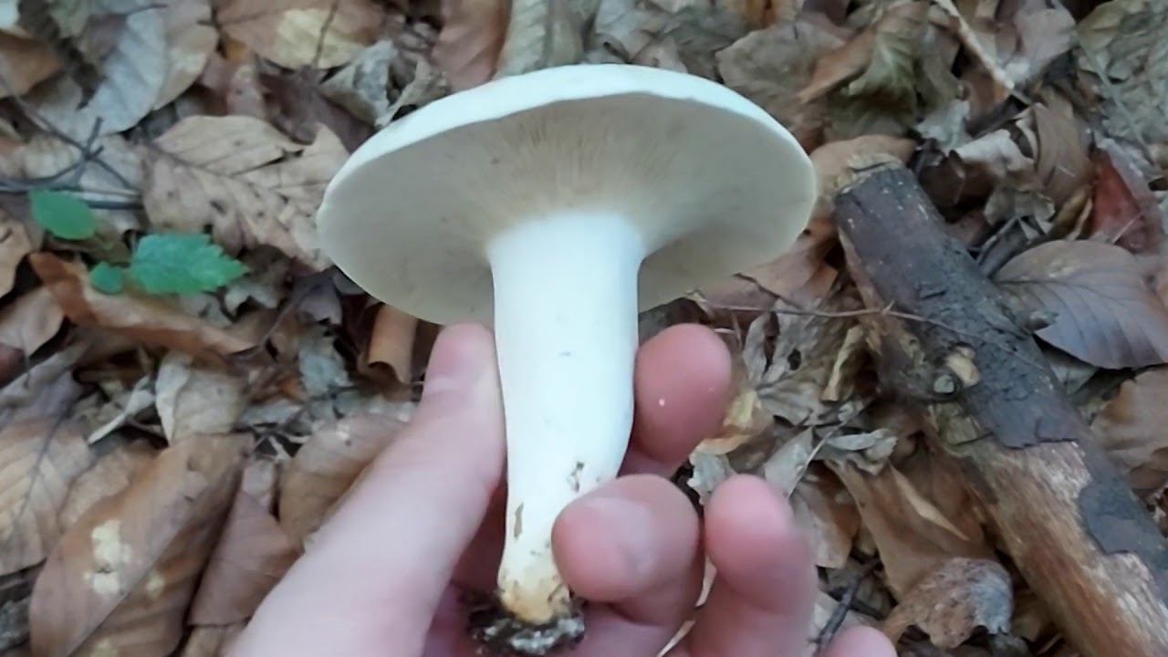 Mushroom Hunting Bosnia and Herzegovina - Branje gljiva