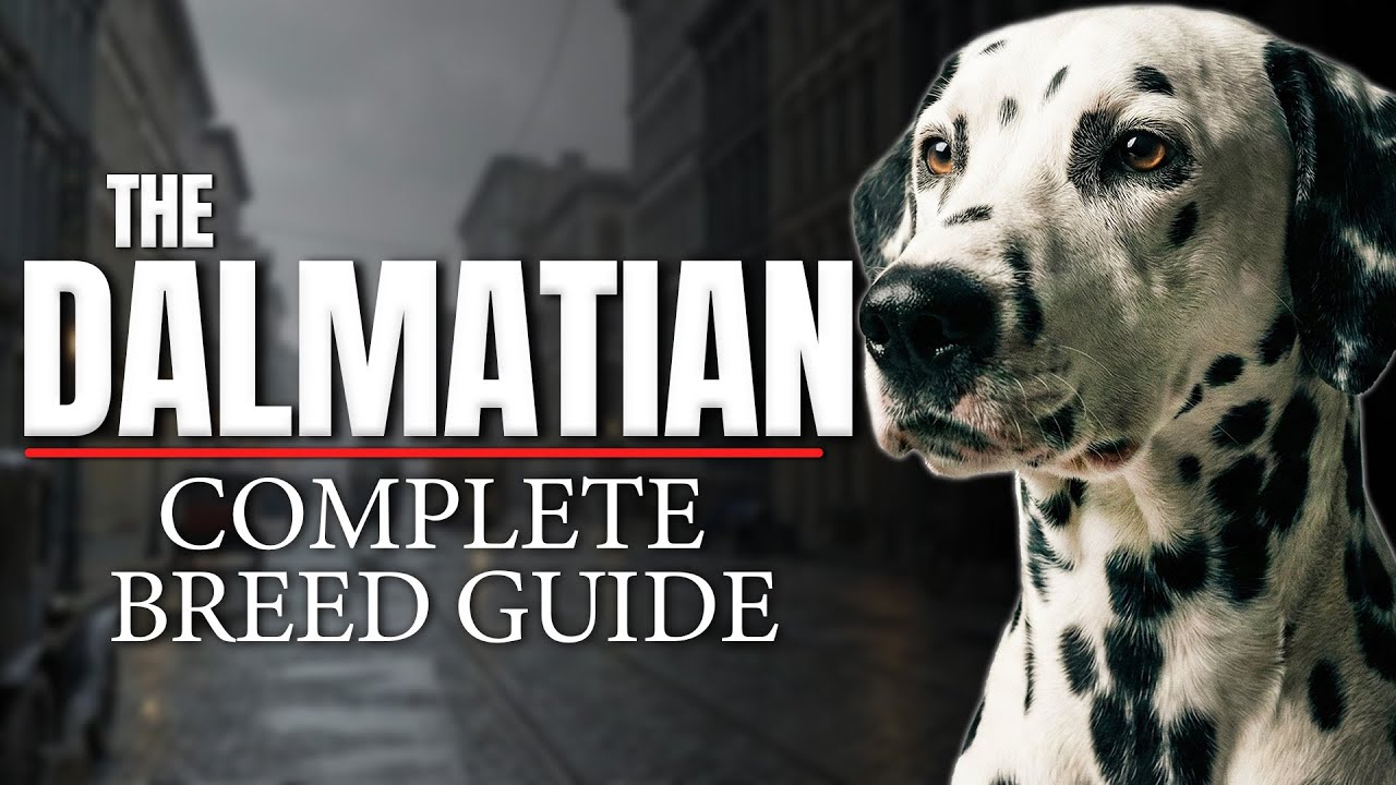 Dalmatian Dog Breed Guide: Everything You Need to Know