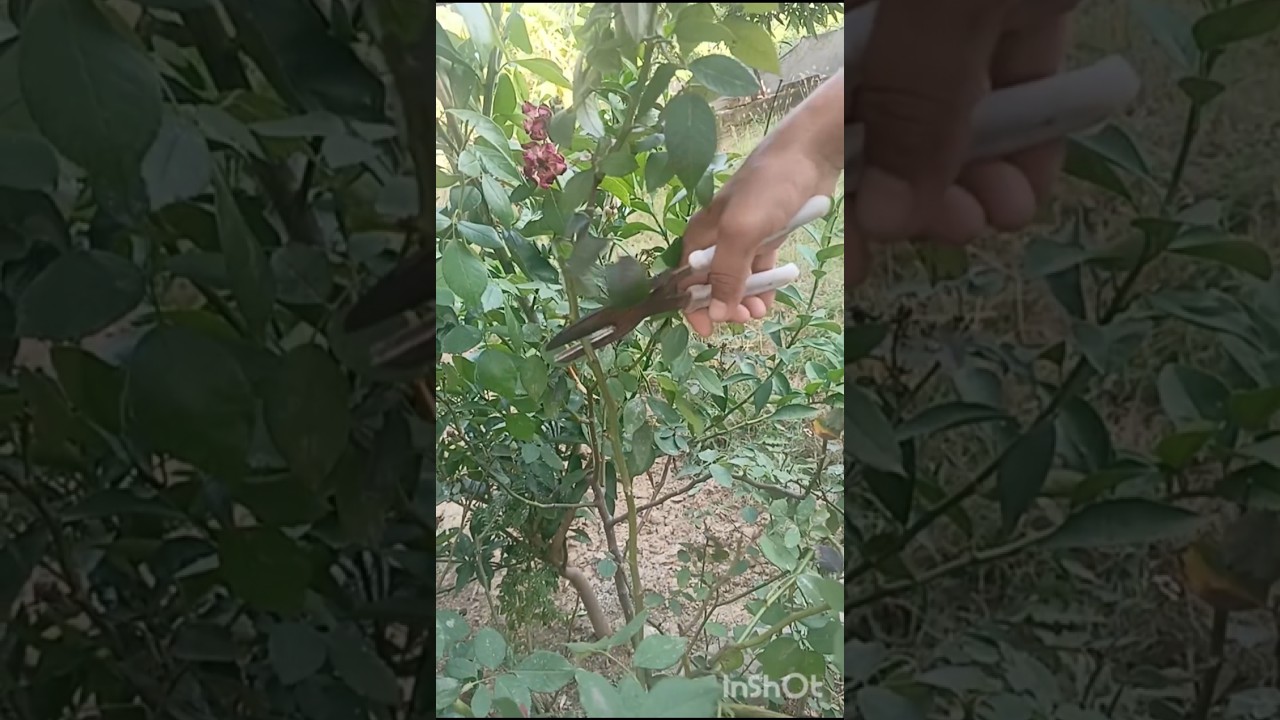 गुलाब की कटिंग करे और दुबारा फूल प्राप्त करे