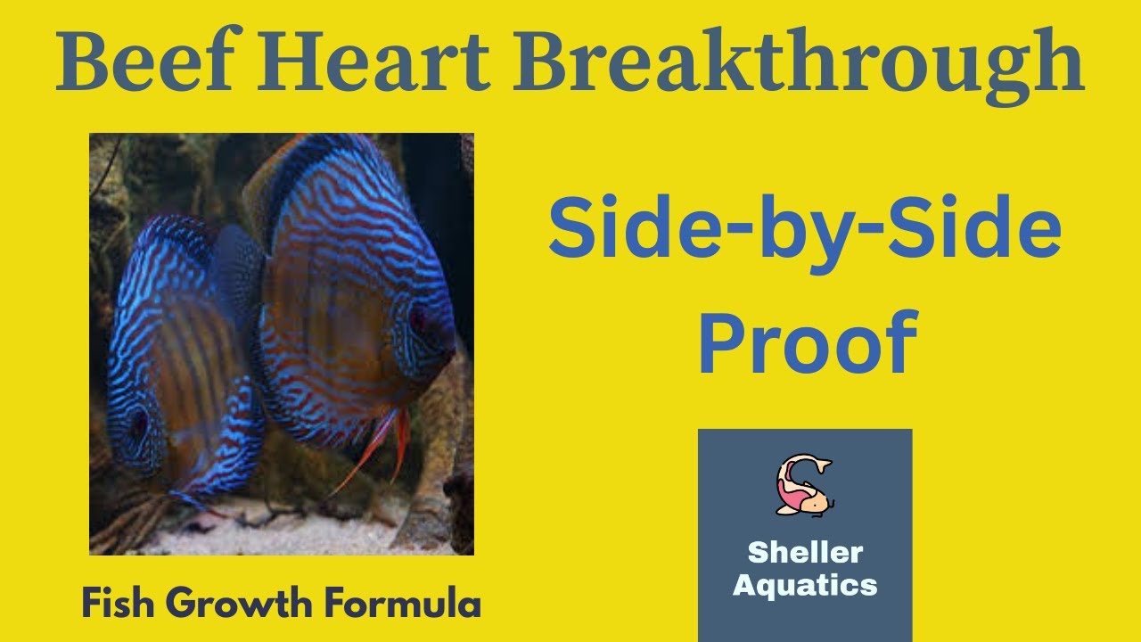 Beef Heart vs Standard Diet | Discus Growth Experiment (Side-by-Side Results)