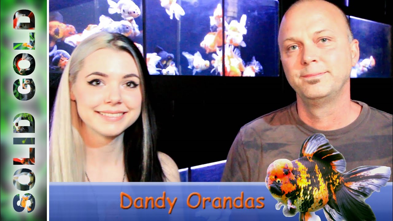 Interview with Ken Fischer of Dandy Orandas