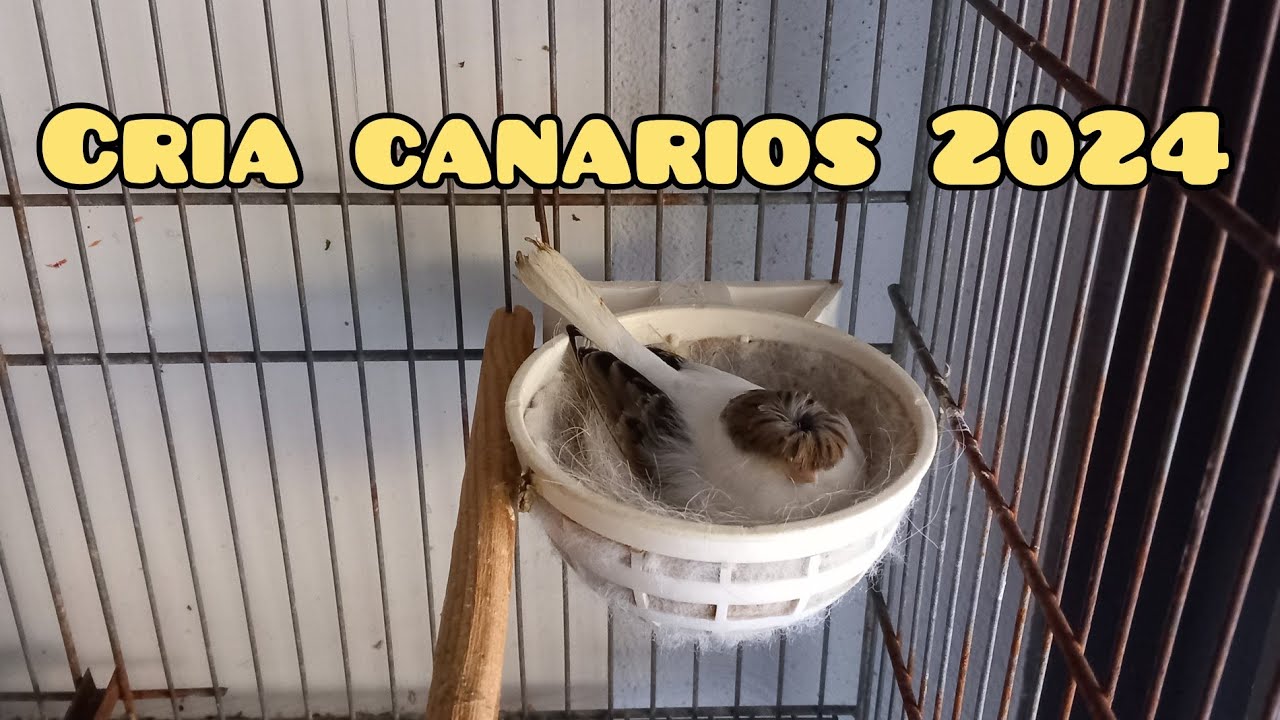 Sorpresa con los gloster! Cría de canarios 2024