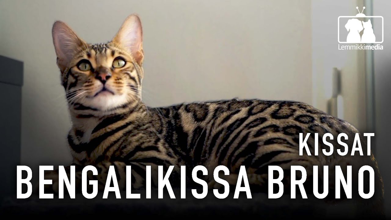 KISSAT: Sara, Urho ja Bengalikissa Bruno