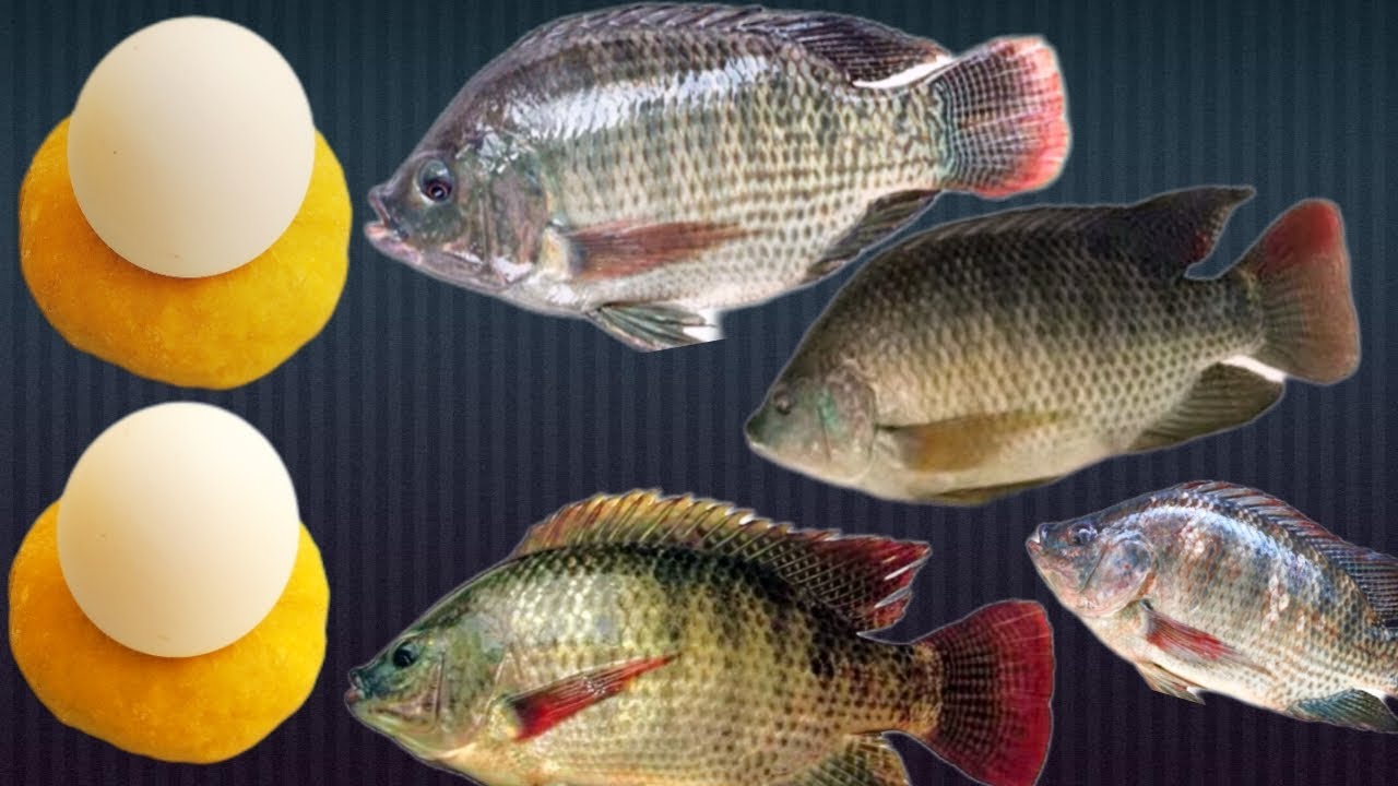 TILAPIA Fish Hook Bait How to cat Tilapia fish bait Tilapia Fish bait in hindi तिलापिया मछली का चारा