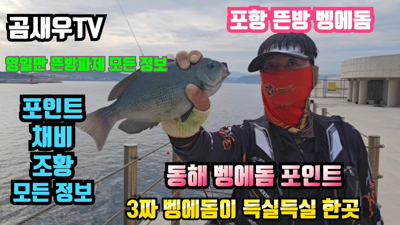 30급 벵에돔이 바글바글한 포인트 영일만 물막이 방파제의 모든 정보, #조황정보#배편#배시간#진입방법#낚시방#편의점#밑밥#미끼#채비 #곰새우tv #카멜레온찌 #벵에돔 #벵에돔포인트