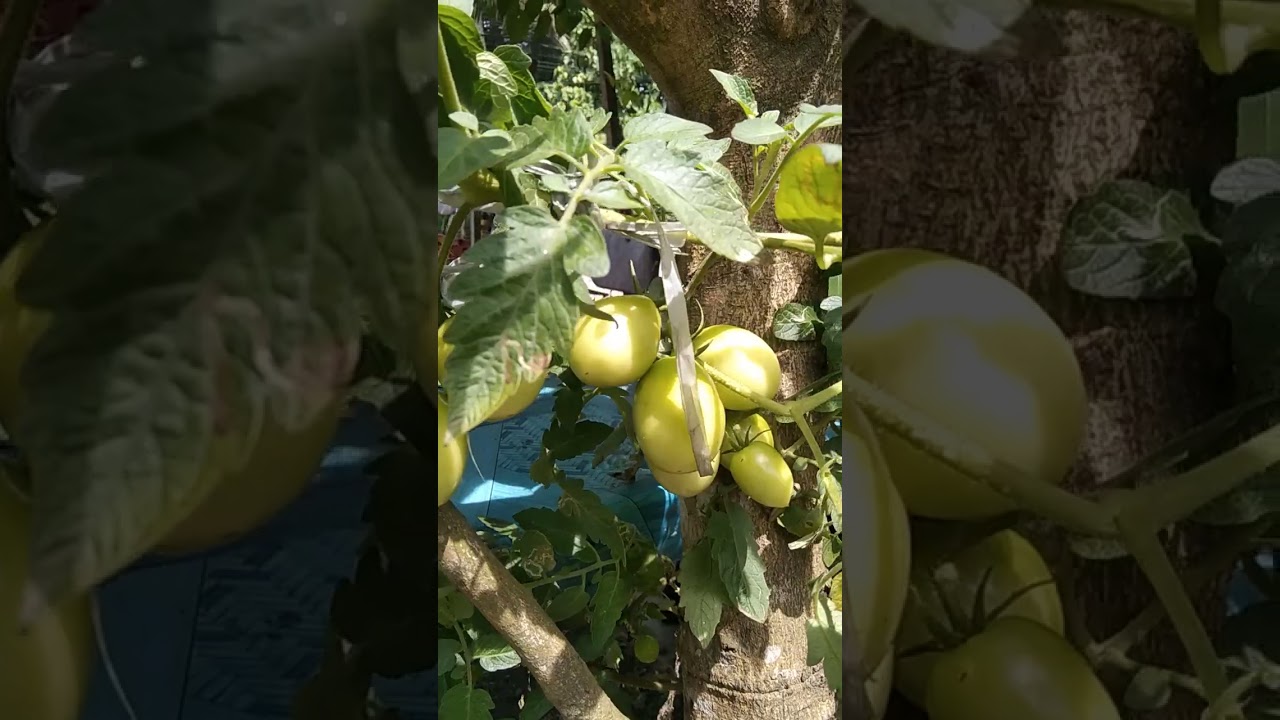 sweet tomato 🍅 #DIYcraft #Agri #tomatoes #TheBac's