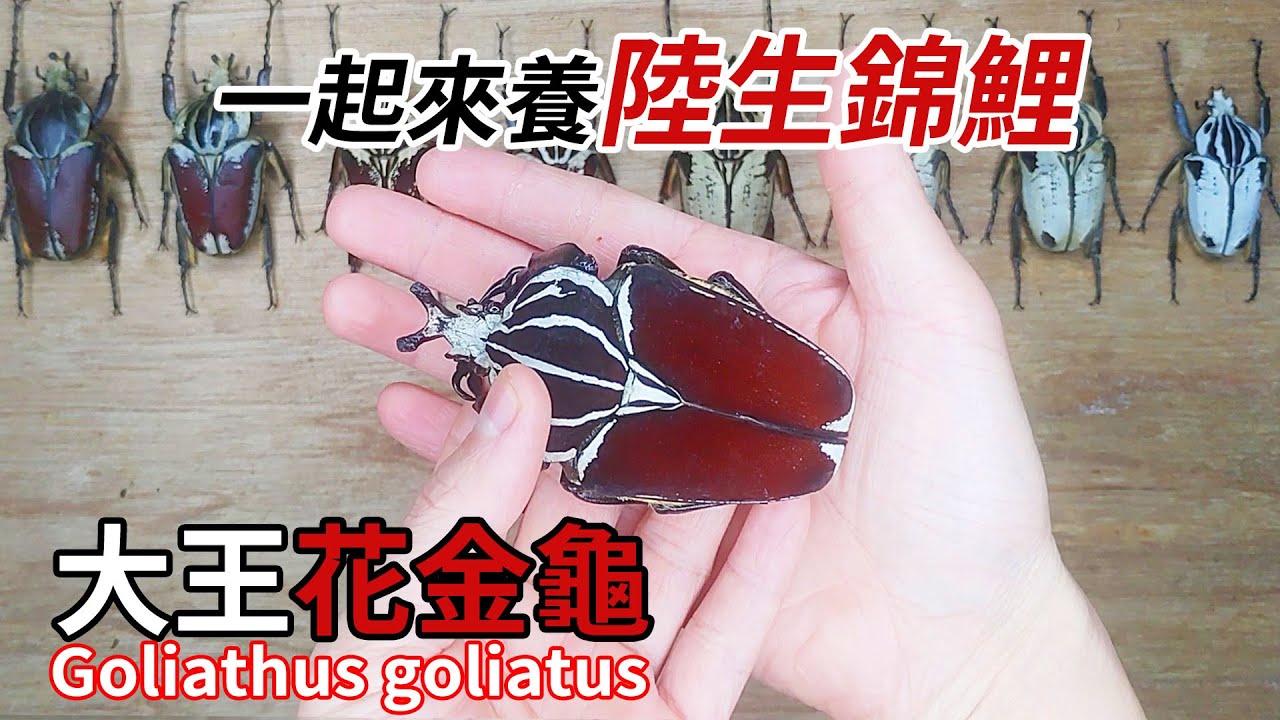 【山林蟲坊】一起飼養陸生錦鯉：大王花金龜 |  Goliathus goliatus: Raising Terrestrial Koi
