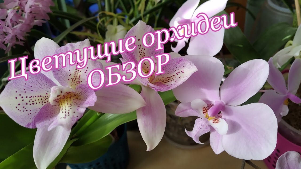 Обзор орхидей,  цветущих в домашних условиях 🌷🌹🌼🌸🌺