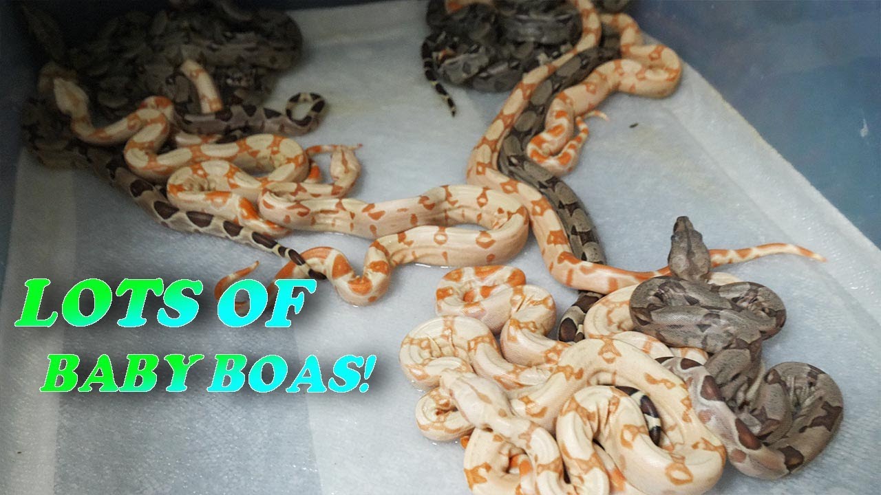 BABY BOAS EVERYWHERE! - JOHN CHAUSMER REPTILES