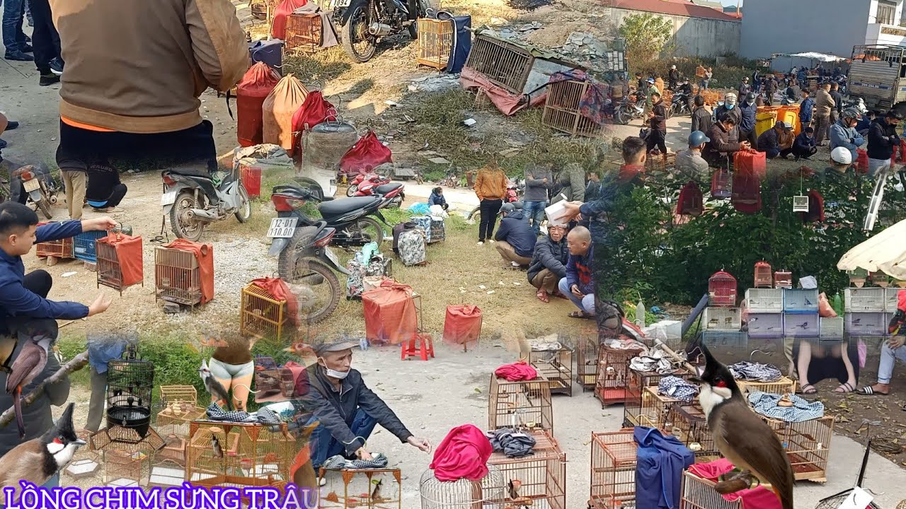 CHỢ CHIM CUỐI CÙNG TÔI QUAY CHO ANH EM NGHỆ NHÂN THẬT ĐÁNG TIẾC 