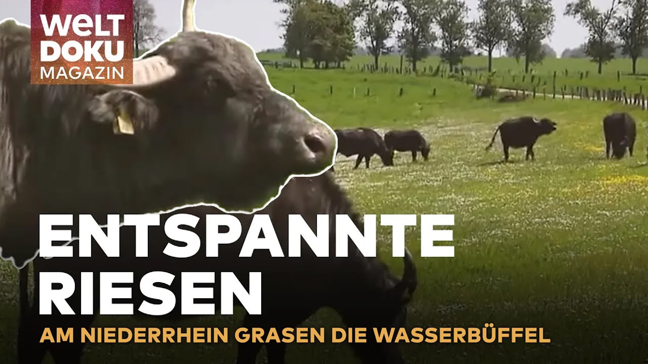 WASSERBÜFFEL AUF DER WEIDE: Naturpflege und einzigartiges Fleischgenuss in der Region | WELT Magazin