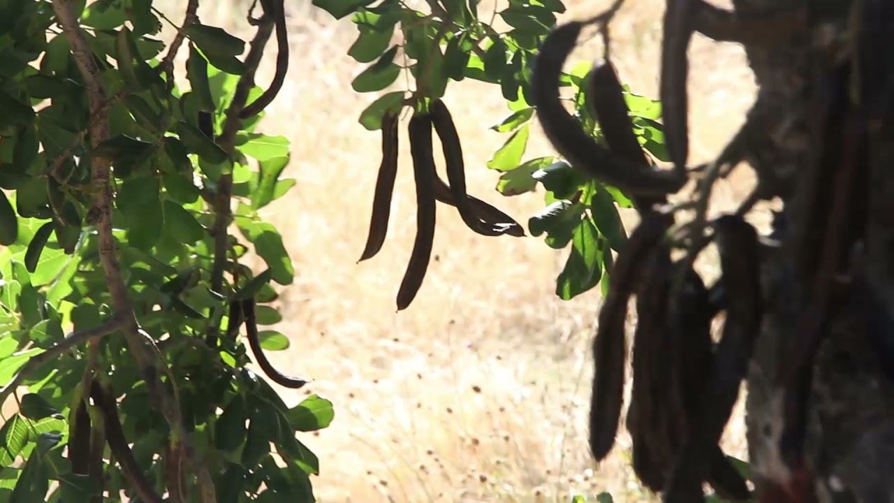 Raccolta delle carrube siciliane. Pianta antica che si trova al parco museo jalari