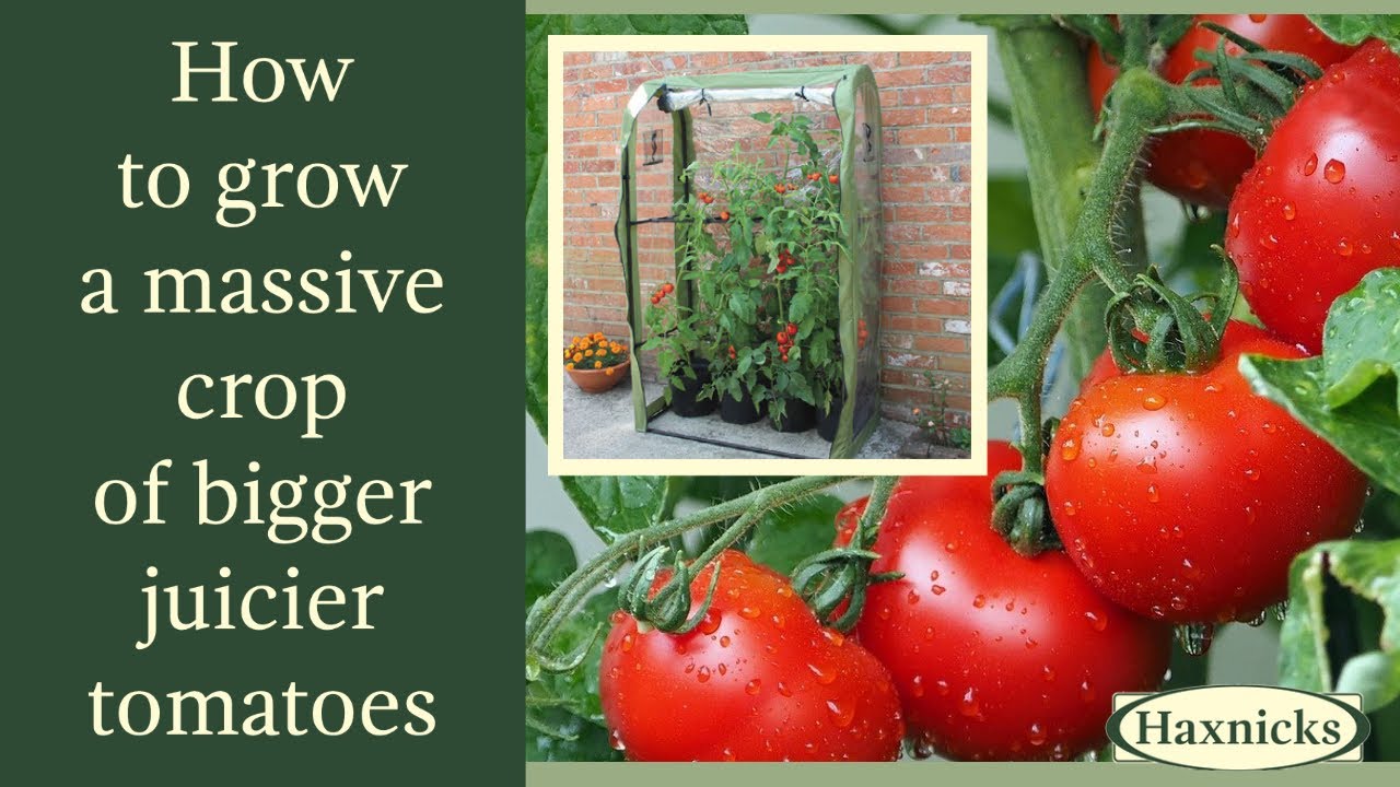 How to grow a massive crop of bigger juicier tomatoes with Haxnicks Tomato Crop Booster