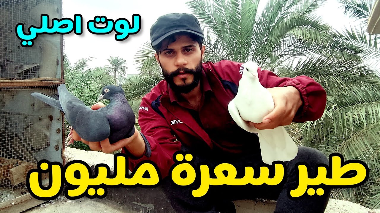 طير ( الحمام ) سعره تجاوز المليون دينار عراقي