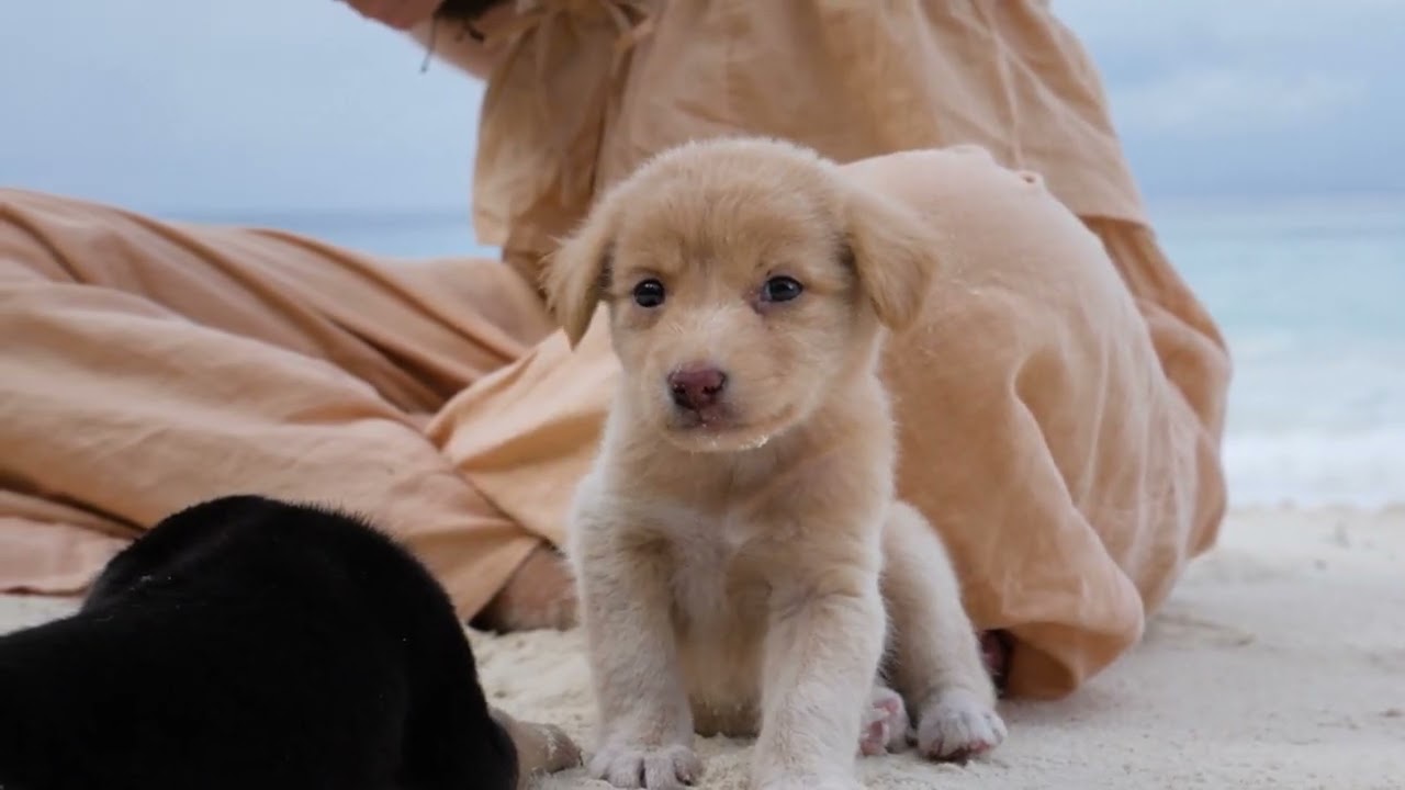 편안한 강아지 수면 음악│DogChill 사운드