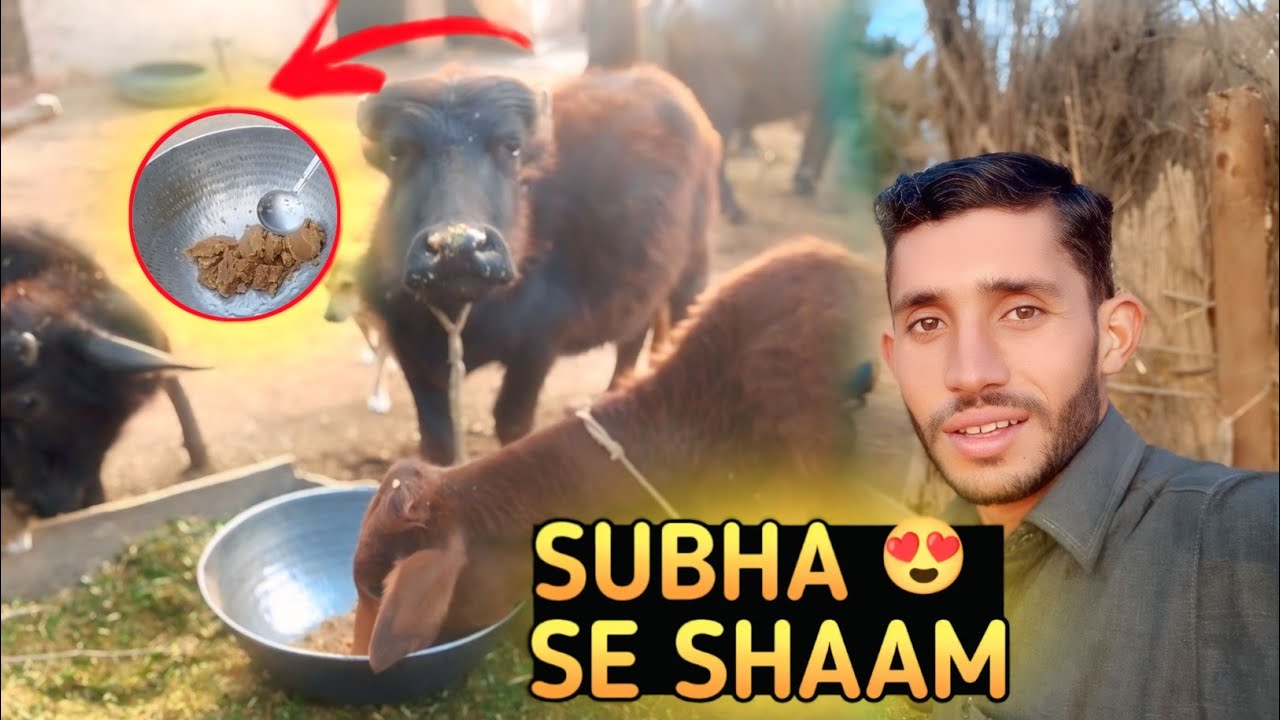 Subha Se Shaam Tak Buffalo Life 🐃 | Karahi for Calves | Pure Desi Village Vlog