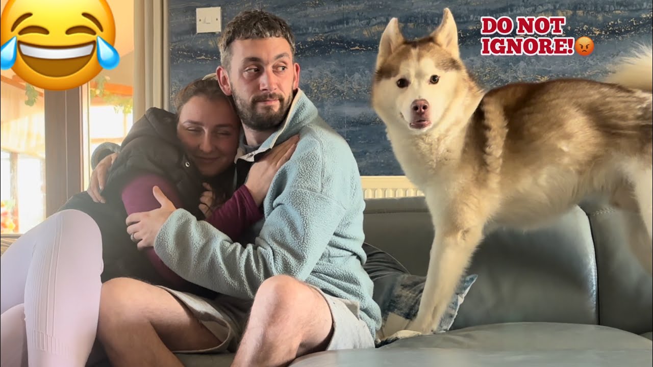 The WILD Jealous Side Of A Siberian Husky!