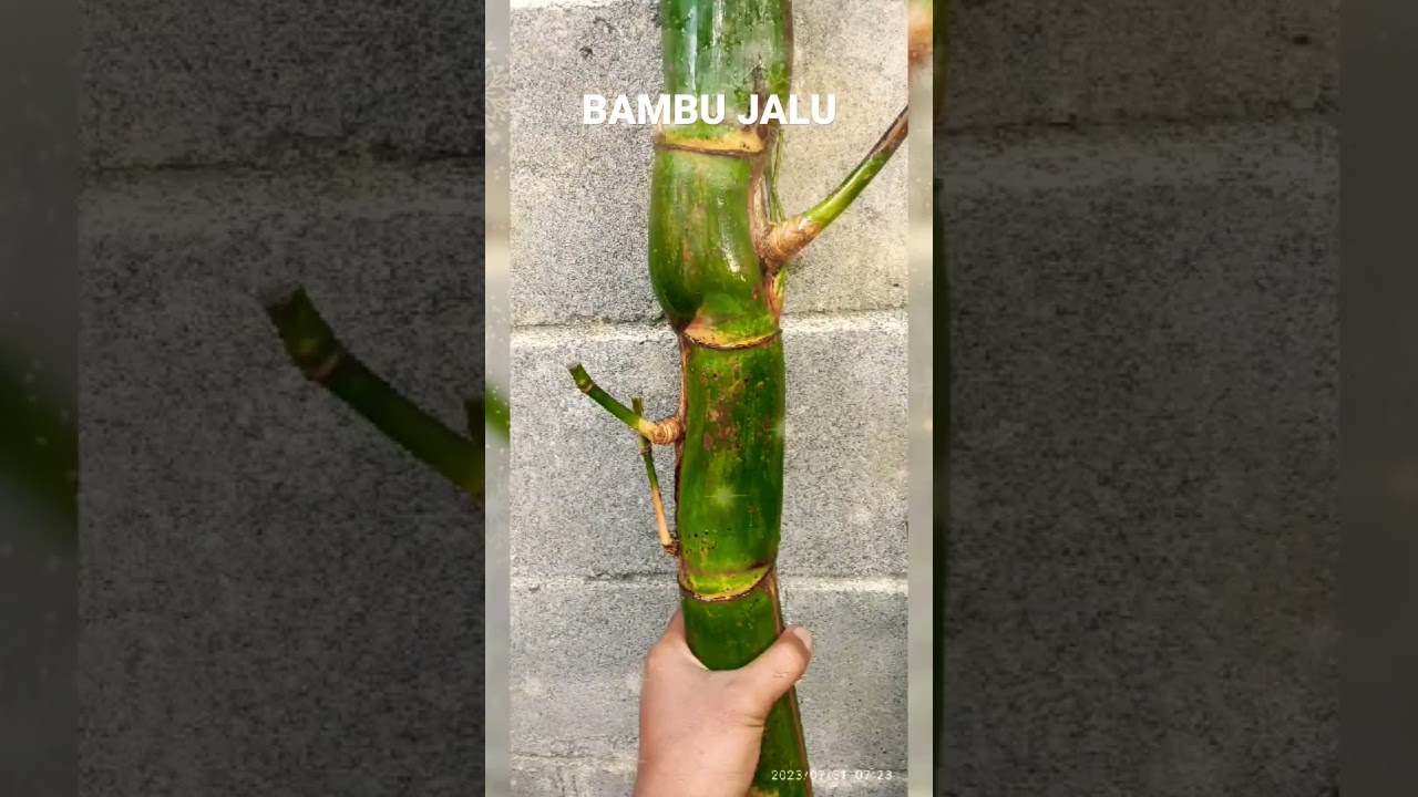 BAMBU PETUK JALU ,TUMPANG RAGA , PUNCAK , TUNGGAL