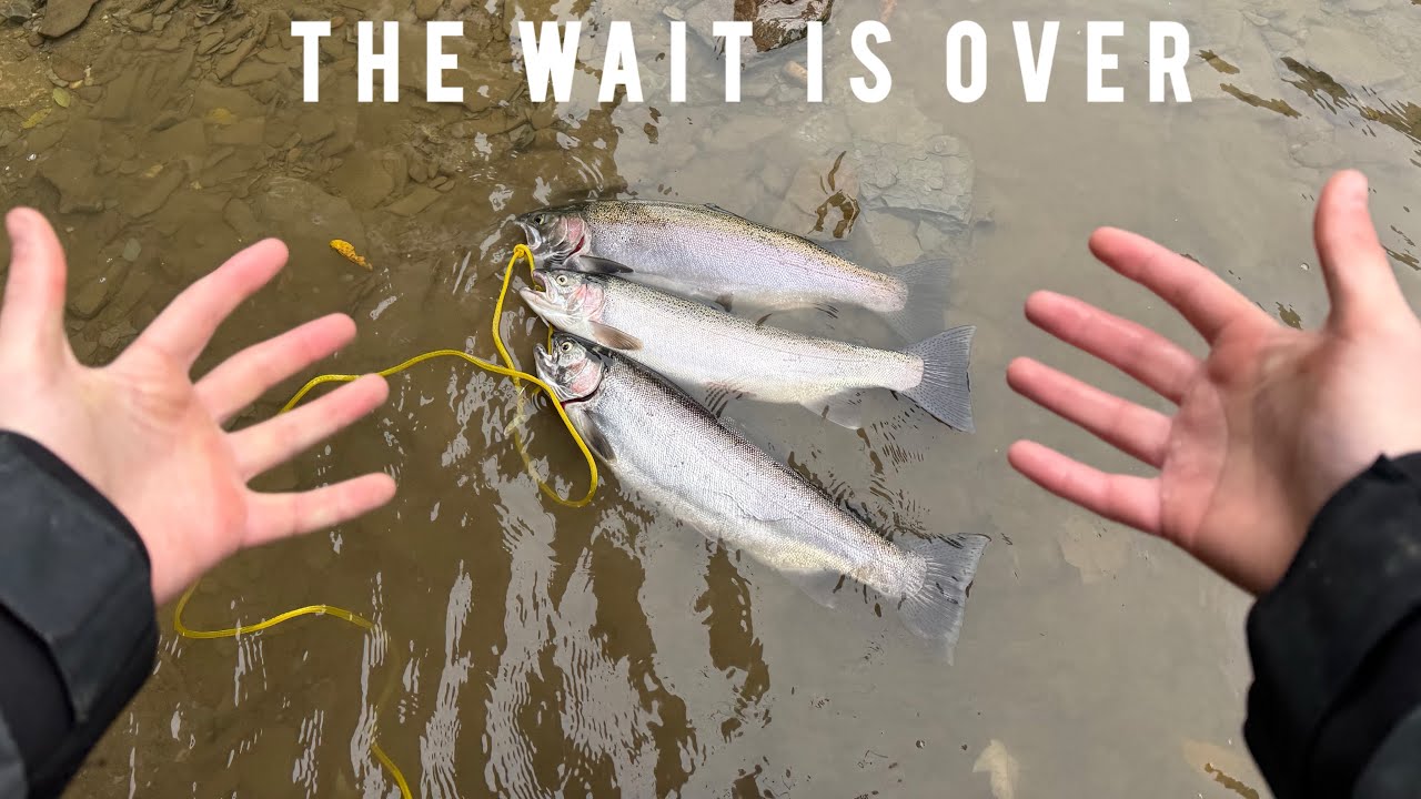 We Caught so Many Fresh Lake Erie Steelhead (GIVEAWAY ANNOUNCEMENT)
