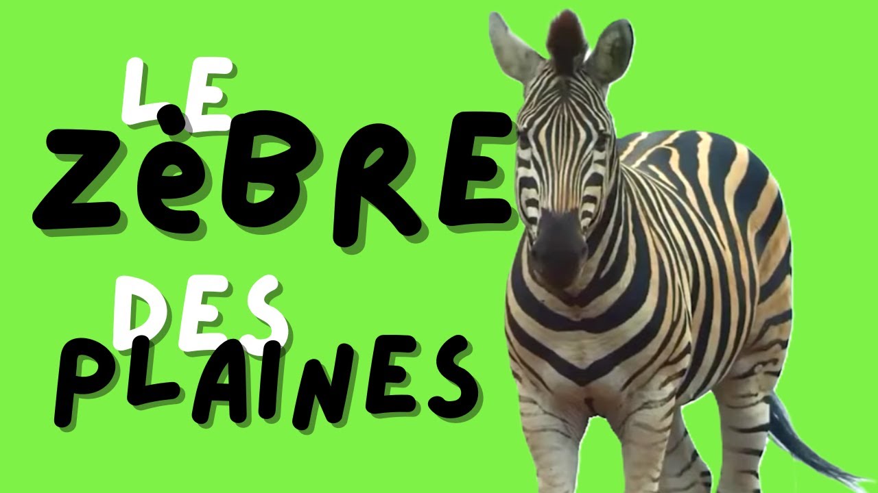le Zèbre des plaines