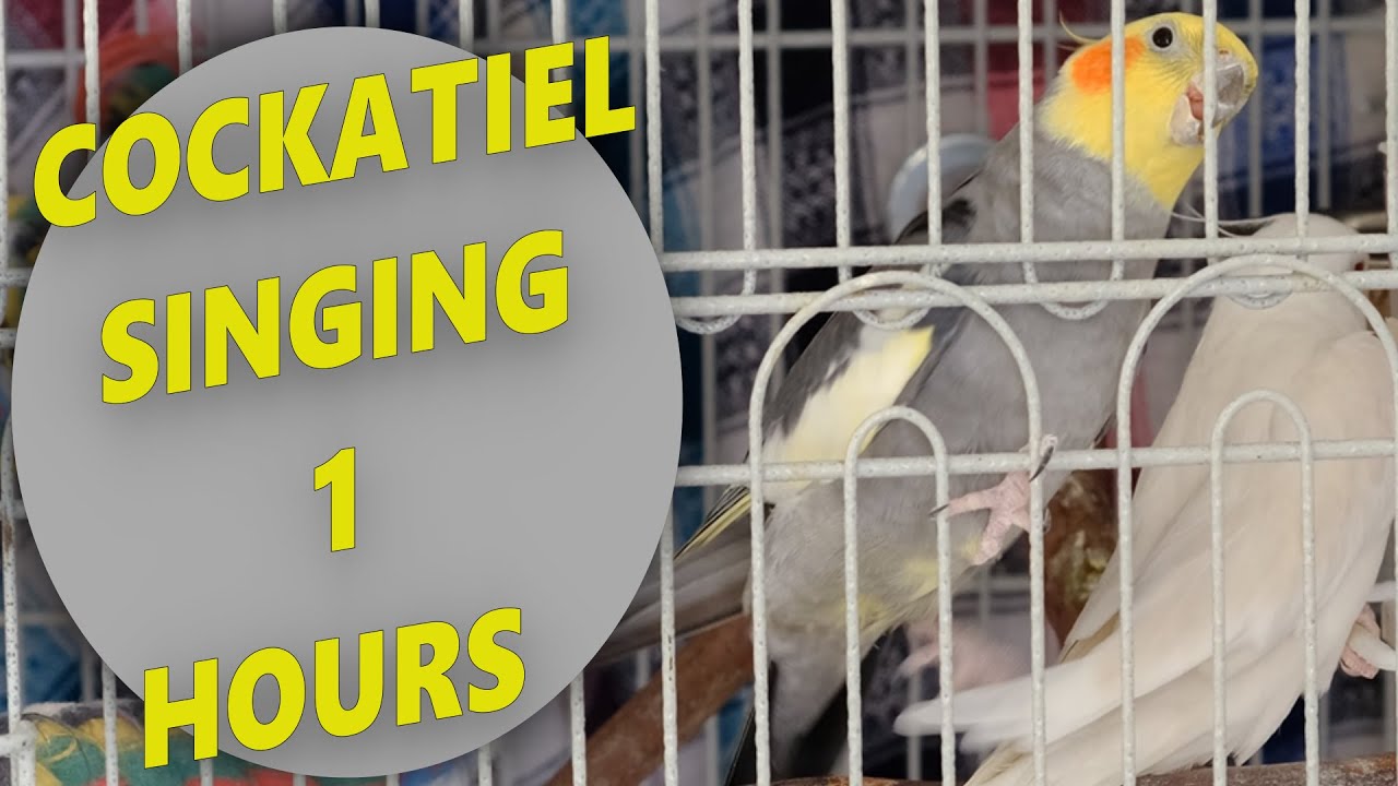 Cockatiel Singing 1 Hours