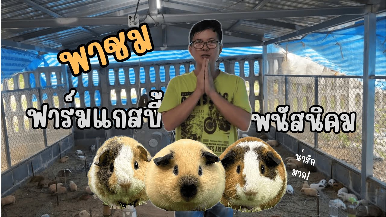 ฟาร์มแกสบี้ พนัสนิคม อัพเดทฟาร์มและพาชมน้องๆที่คอยมี๊เอ็นดูค่ะ