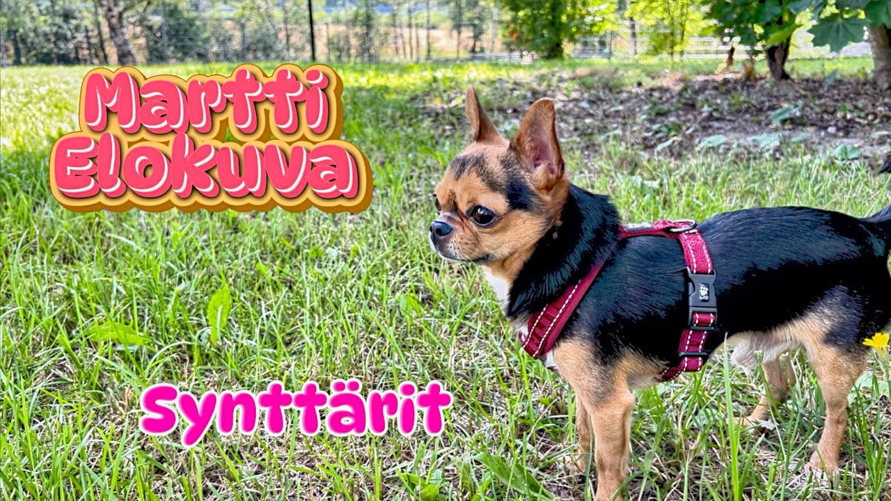 KOIRAN MYDAY / SYNTTÄRIT