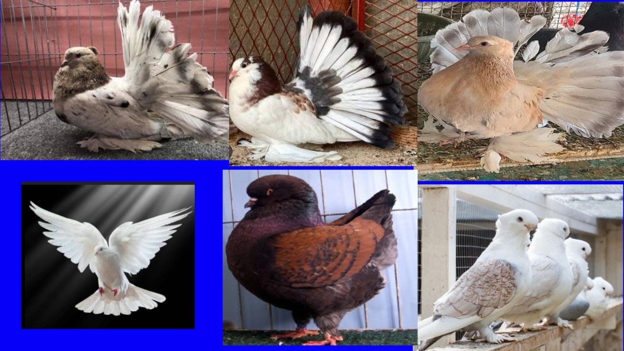 Top 10 beautiful pigeons in the world 2024 #viral #viralvideo #kabootar #pigeon